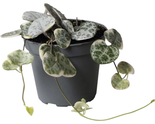 Ceropegia woodii kamerplant met hartvormige zilvergrijze bladeren in een donkergrijze kunststof pot.