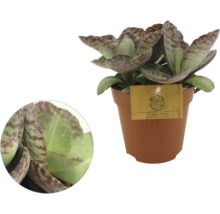 Kalanchoe humilis Marmo Rosa in kunststof pot met bladeren met patroon