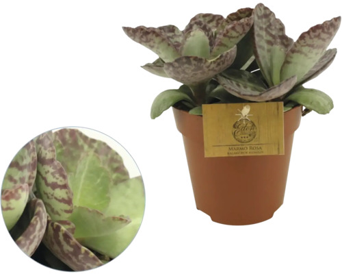 Kalanchoe humilis Marmo Rosa in kunststof pot met bladeren met patroon