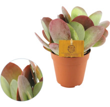 Kalanchoe thyrsiflora Sahara Shadows in bruine kunststof pot, dikke ronde bladeren met rode randen.
