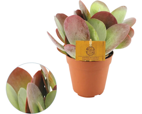 Kalanchoe thyrsiflora Sahara Shadows in bruine kunststof pot, dikke ronde bladeren met rode randen.
