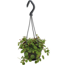 Hangplant Peperomia rotundifolia met kleine ronde bladeren in een zwarte pot met hanger.