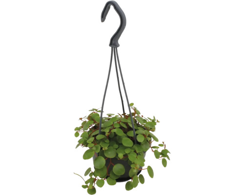 Hangplant Peperomia rotundifolia met kleine ronde bladeren in een zwarte pot met hanger.