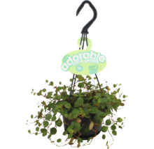Muehlenbeckia in een zwarte hangpot met haak en Eden label.