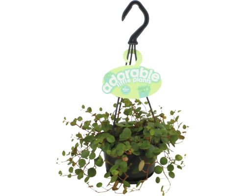 Muehlenbeckia in een zwarte hangpot met haak en Eden label.