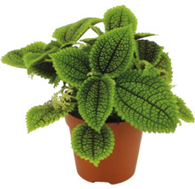 Kamerplant Pilea involucrata Moon Valley met getextureerde groene bladeren in een bruine kunststof kweekpot.