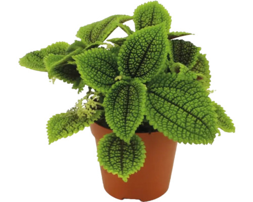 Kamerplant Pilea involucrata Moon Valley met getextureerde groene bladeren in een bruine kunststof kweekpot.