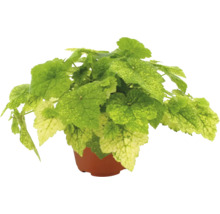 Groene plant met lichtgroene en gelige, bonte bladeren in een bruine kunststof pot.