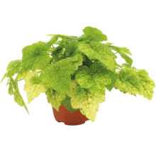 Heuchera purperklokje met lichtgroen en geel bontgekleurde bladeren in een bruine kweekpot.