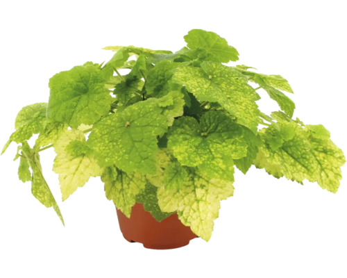 Heuchera purperklokje met lichtgroen en geel bontgekleurde bladeren in een bruine kweekpot.