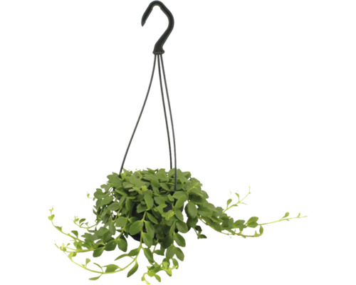 Hangende kamerplant met kleine groene bladeren in een zwarte hangpot met haak.