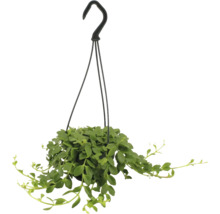Hangende kamerplant met groene bladeren in een zwarte plantenpot met ophanghaak.