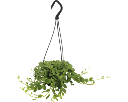 Hangende kamerplant met groene bladeren in een zwarte plantenpot met ophanghaak.