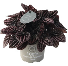 Kamerplant Peperomia caperata met donkere, getextureerde bladeren in een pot van 100 procent gerecycled plastic.