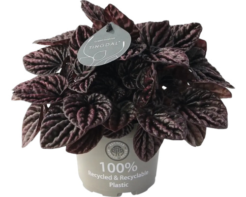 Kamerplant Peperomia caperata met donkere, getextureerde bladeren in een pot van 100 procent gerecycled plastic.