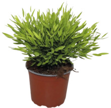 Groene plant in een bruine kunststof kweekpot met aarde.