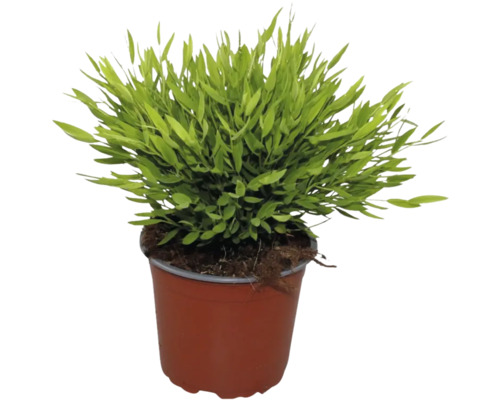 Groene plant in een bruine kunststof kweekpot met aarde.