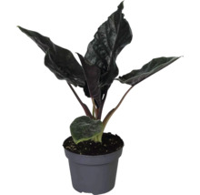Kamerplant Alocasia met donkere gestructureerde bladeren in een grijze kunststof pot.