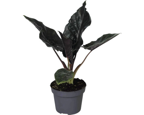 Kamerplant Alocasia met donkere gestructureerde bladeren in een grijze kunststof pot.