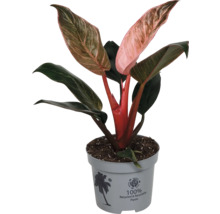 Philodendron Pink Princess kamerplant met groen-roze bonte bladeren in grijze kunststof pot van 100 procent gerecycled materiaal.
