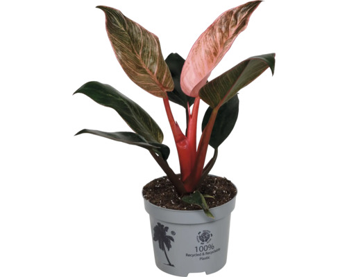 Philodendron Pink Princess kamerplant met groen-roze bonte bladeren in grijze kunststof pot van 100 procent gerecycled materiaal.