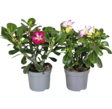 Twee woestijnrozen Adenium obesum met roze en rood witte bloemen in grijze kunststof potten.
