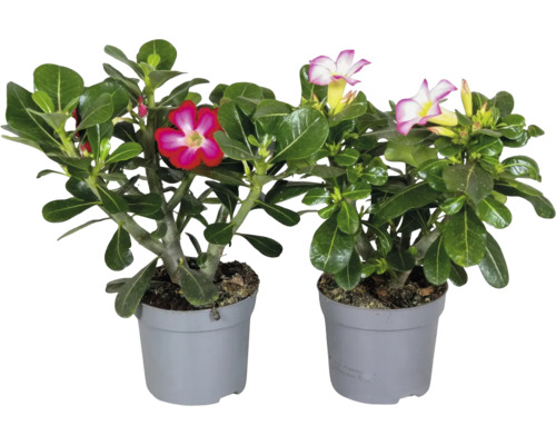 Twee woestijnrozen Adenium obesum met roze en rood witte bloemen in grijze kunststof potten.