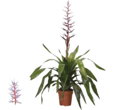 Bromelia Aechmea Blue Rain in pot met lange groene bladeren en een opgaande blauw-witte bloeiwijze.