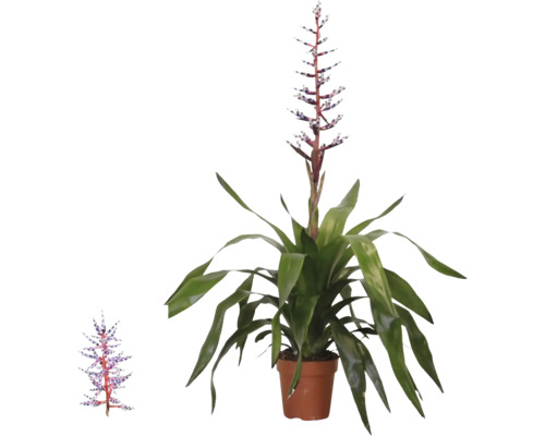 Bromelia Aechmea Blue Rain in pot met lange groene bladeren en een opgaande blauw-witte bloeiwijze.