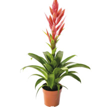 Bromelia kamerplant met rode bloem in kunststof pot.