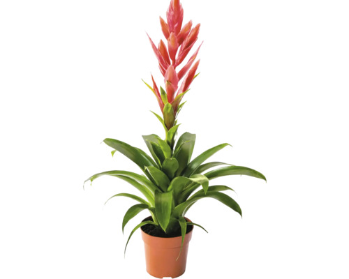 Bromelia kamerplant met rode bloem in kunststof pot.