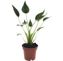 Strelitzia kamerplant met groene lepelvormige bladeren in een bruine kunststof pot.