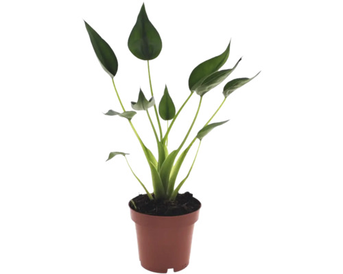 Strelitzia kamerplant met groene lepelvormige bladeren in een bruine kunststof pot.