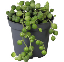 Senecio rowleyanus erwtenplant in een grijze kunststof pot met hangende, ronde bladeren.