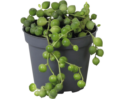 Senecio rowleyanus erwtenplant in een grijze kunststof pot met hangende, ronde bladeren.