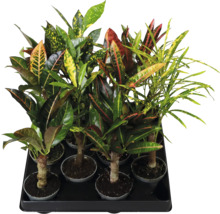 Mix van Croton-planten (Codiaeum variegatum) met verschillend gevormde en getekende bladeren in een plantentray.