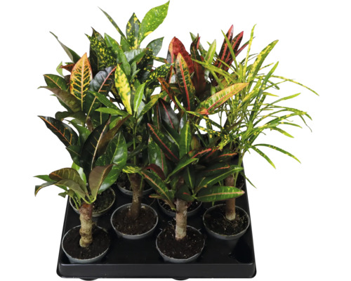 Mix van Croton-planten (Codiaeum variegatum) met verschillend gevormde en getekende bladeren in een plantentray.