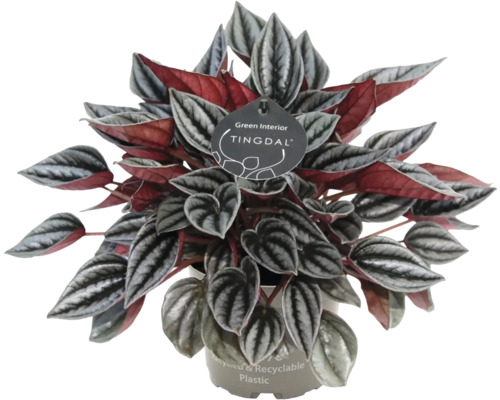 Peperomia kamerplant met gestructureerde zilveren bladeren en rode onderkant in gerecyclede kunststof pot van Tingdal.