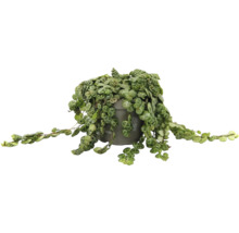 Peperomia prostrata kamerplant in grijze kunststof pot met hangende ranken en ronde bladeren met patroon.
