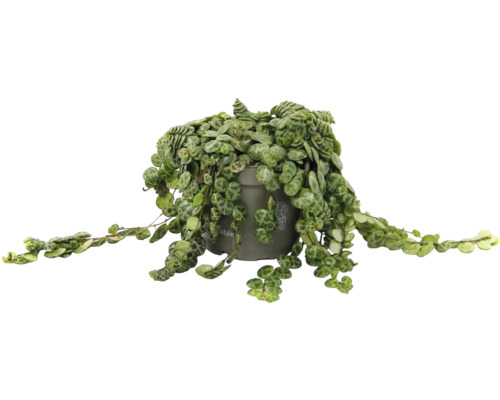 Peperomia prostrata kamerplant in grijze kunststof pot met hangende ranken en ronde bladeren met patroon.