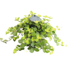 Kamerplant met ronde lichtgroene bladeren en Tingdal Logo