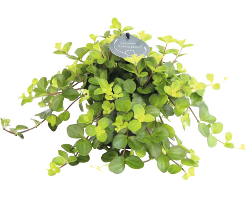 Kamerplant met ronde lichtgroene bladeren en Tingdal Logo