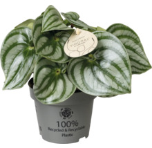 Peperomia argyreia Watermeloenpeperomia met gestreepte bladeren in een grijze pot van gerecycled kunststof.