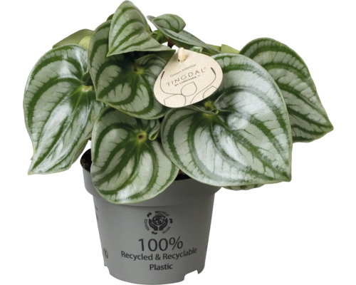 Peperomia argyreia Watermeloenpeperomia met gestreepte bladeren in een grijze pot van gerecycled kunststof.