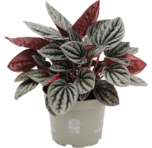 Peperomia caperata dwergpeper in een beige kunststof pot met zilvergroene gedessineerde bladeren en rode onderkanten.