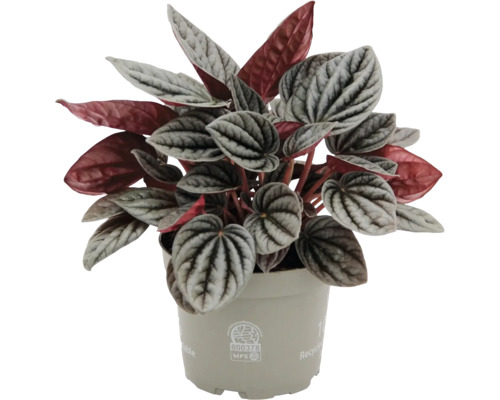 Peperomia caperata dwergpeper in een beige kunststof pot met zilvergroene gedessineerde bladeren en rode onderkanten.