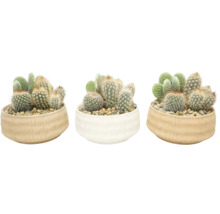 Cactusmix in ronde keramieken potten met decoratief grind, diverse soorten zoals Opuntia en bolcactus als kamerplanten.