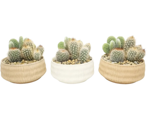 Cactusmix in ronde keramieken potten met decoratief grind, diverse soorten zoals Opuntia en bolcactus als kamerplanten.