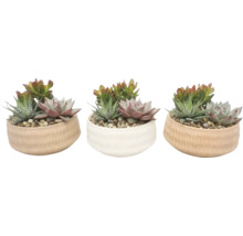 Succulentenmix in ronde keramieken potten in wit en beige met textuur, diverse soorten, decoratieve kiezels.