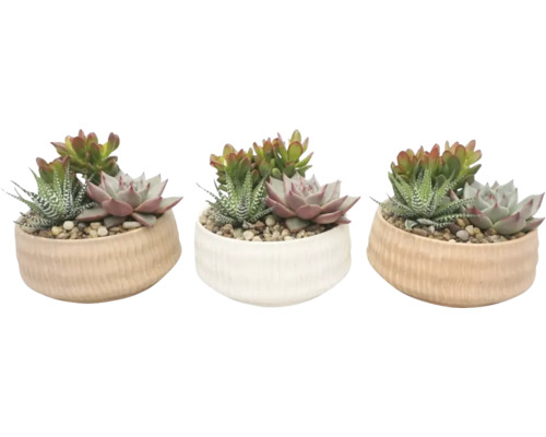 Succulentenmix in ronde keramieken potten in wit en beige met textuur, diverse soorten, decoratieve kiezels.